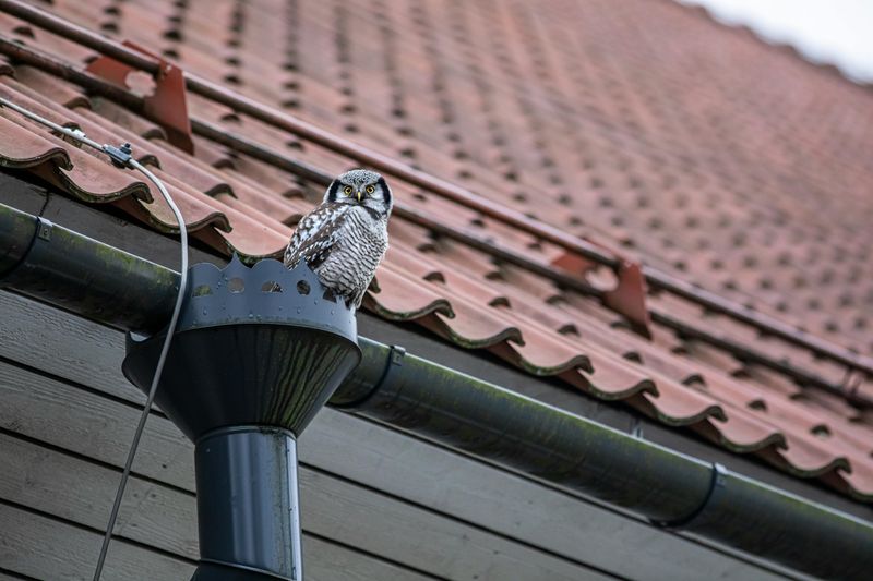 Avoid These 8 Home Features That Can Lead To Long-Term Damage - Decor Hint Clogged Gutters