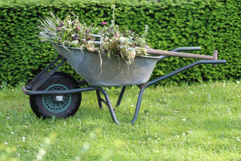 Why Overseeding In Late Summer Can Improve Lawn Health - Decor Hint Reduced Competition From Weeds