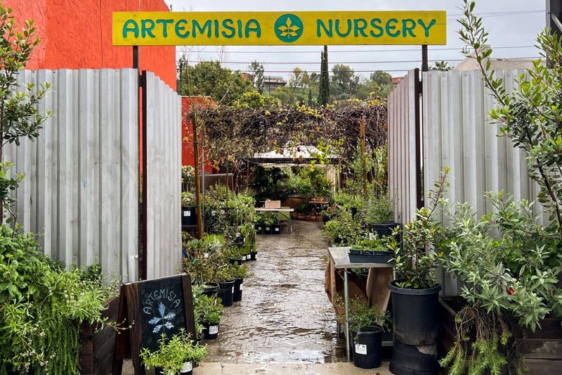 Artemisia Nursery
