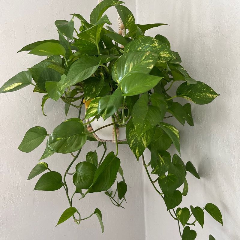 Plant Art San Diego