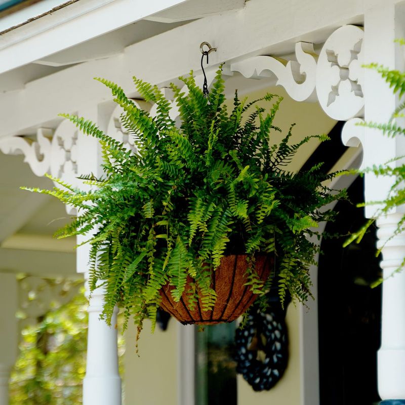 9 Front Porch Features That Make South Carolina Family Homes Timeless - Decor Hint Fern Collections In Hanging Baskets