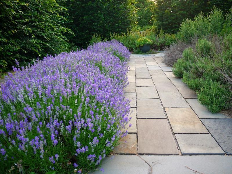 16 Garden Paths In Washington That Capture Park-Like Beauty - Decor Hint Lavender Lane