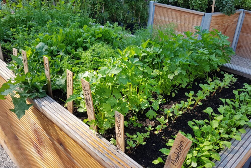 Raised Garden Beds For Green Thumbs