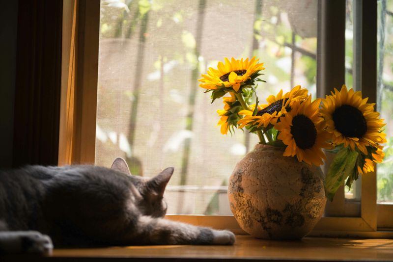 11 Ways You Can Give Your Old Home A Fresh Feel - Decor Hint Add Indoor Plants