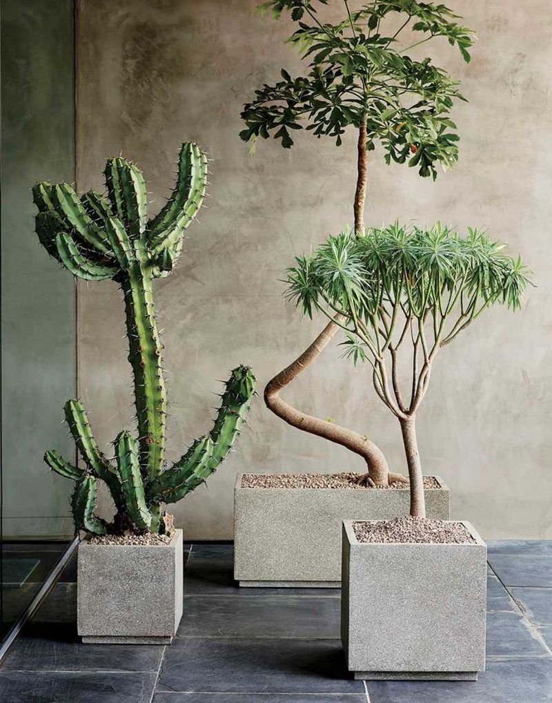 11 Design Touches In Texas That Feel Both Rustic And Modern - Decor Hint Native Cacti