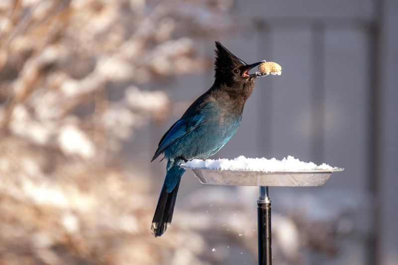 8 Practical Ideas For A Nature-Inspired Front Porch - Decor Hint Bird-Friendly Corner