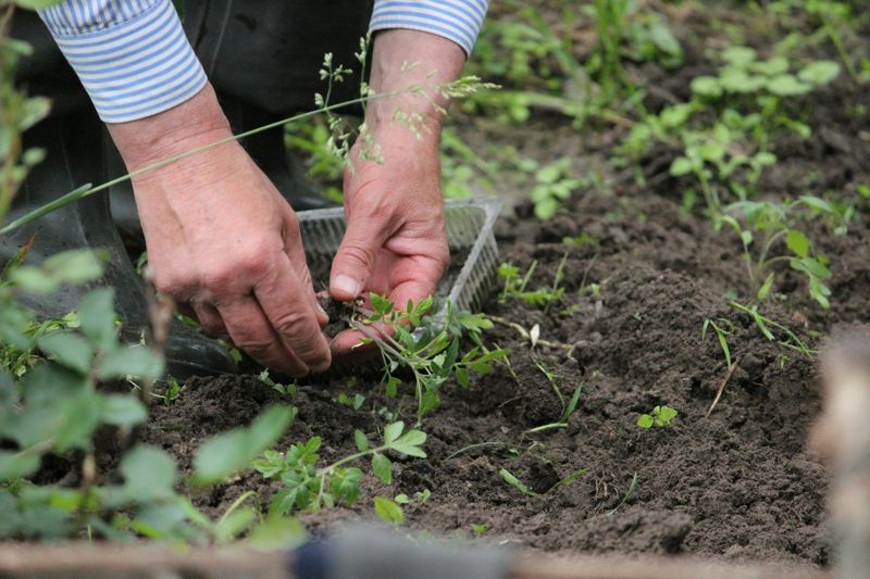 16 Common Garden Mistakes You Can Avoid Or Fix - Decor Hint Forgetting To Harden Off Seedlings