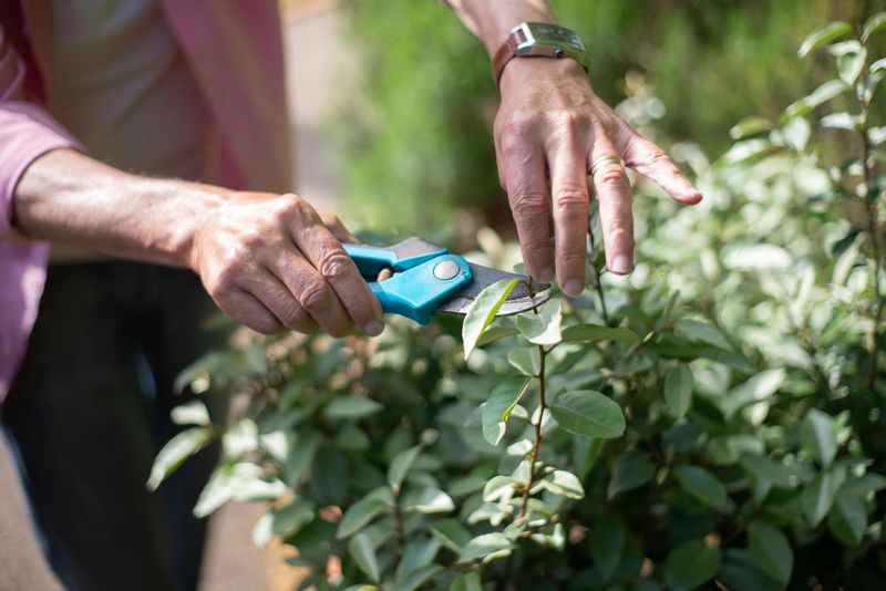16 Common Garden Mistakes You Can Avoid Or Fix - Decor Hint Improper Pruning