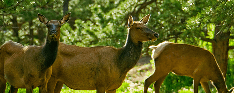Estes Park's Wildlife Watching Deck