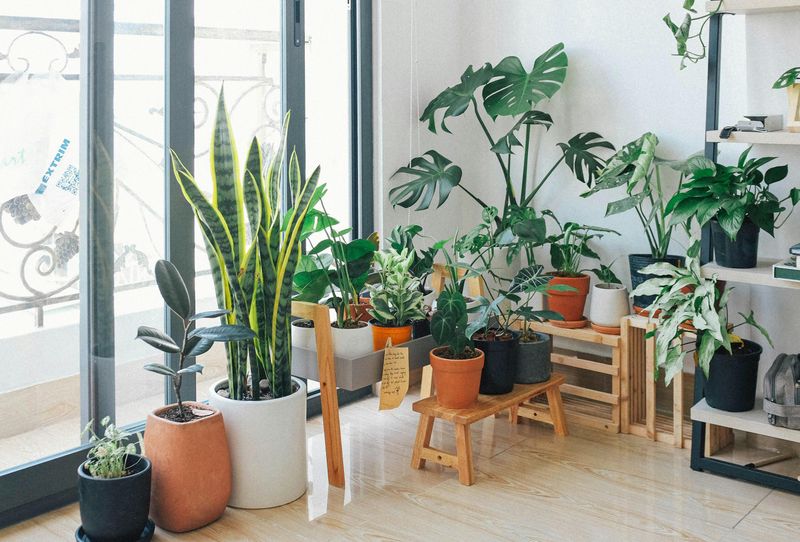 Plant Power For Natural Vibrancy