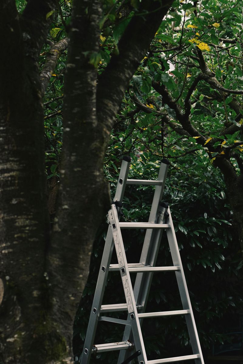 Climbing Trees