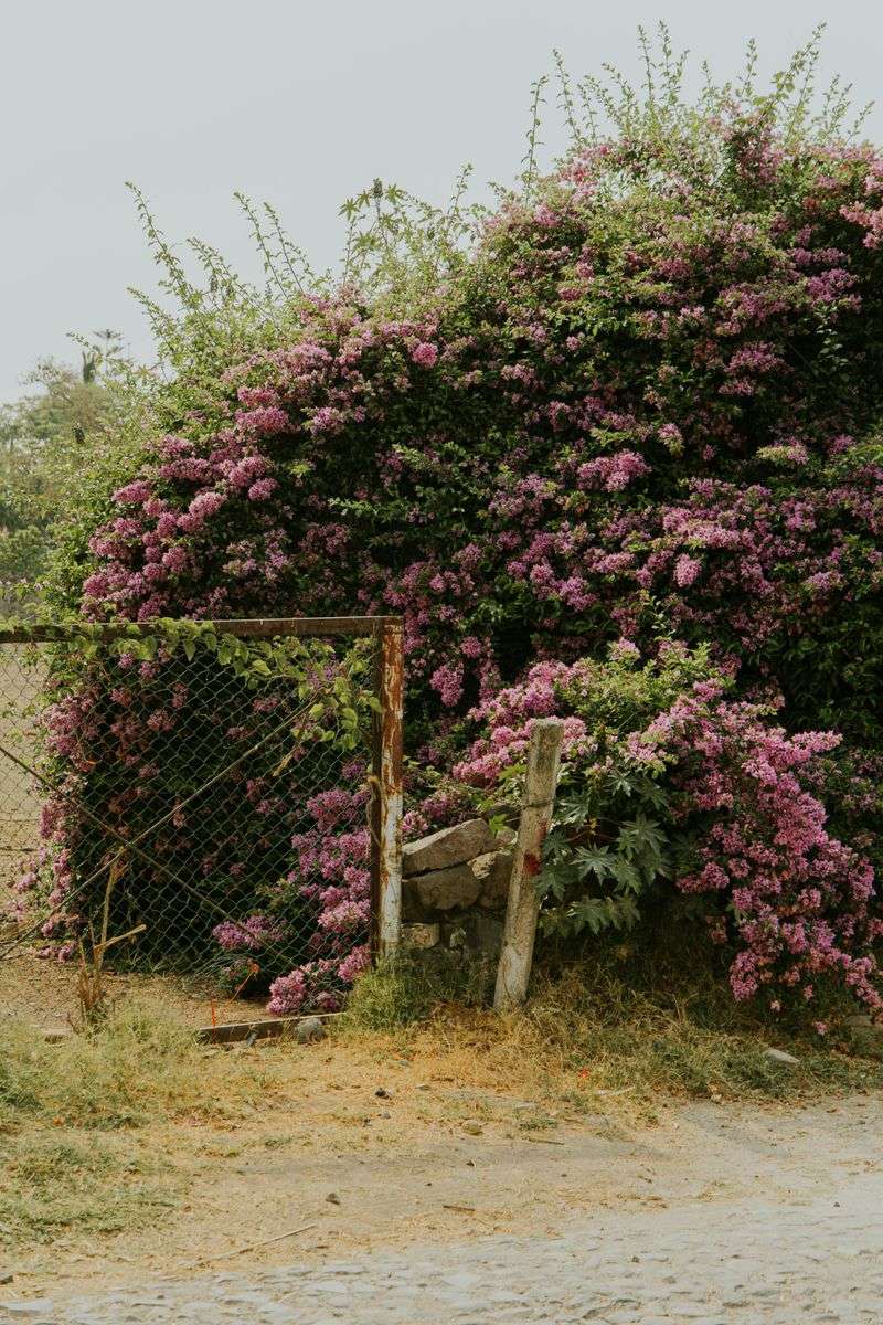 8 Landscaping Mistakes That Make Your Yard Look Sloppy - Decor Hint Weedy Flower Beds