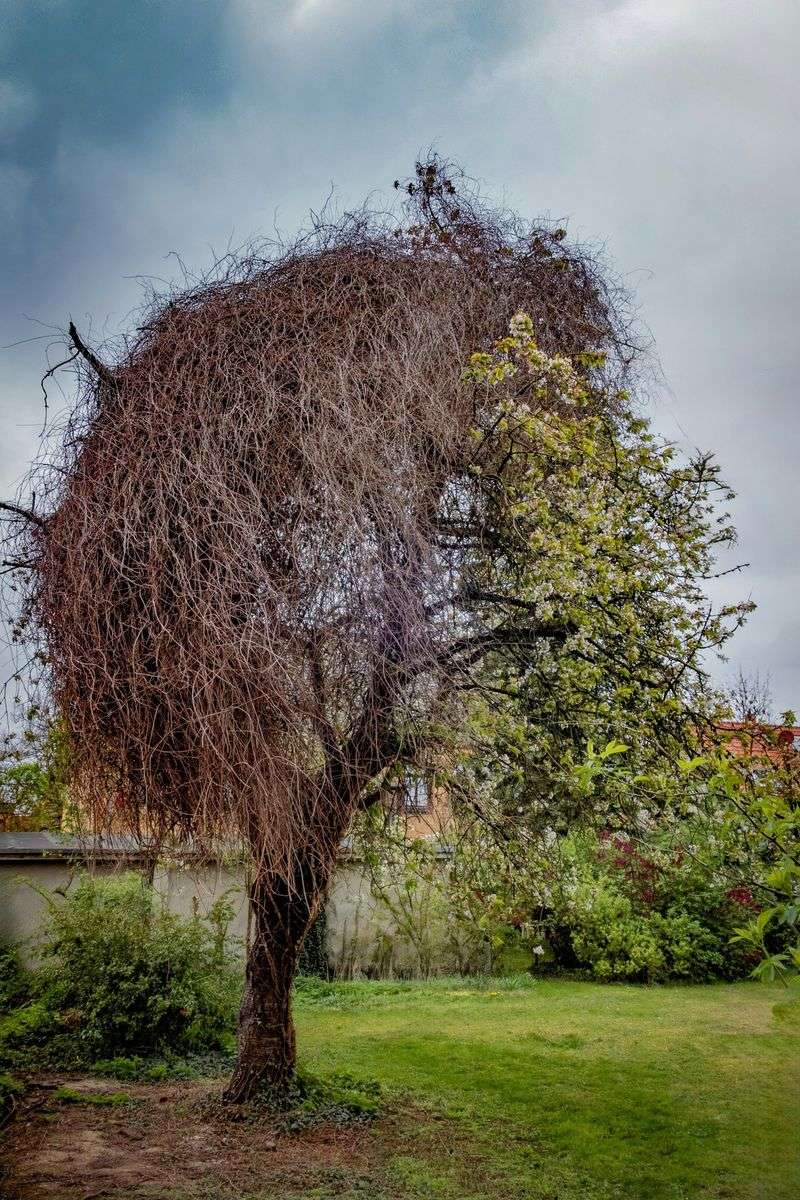 12 Backyard Mistakes Decreasing Your Home's Value - Decor Hint Wilted Plant Corner
