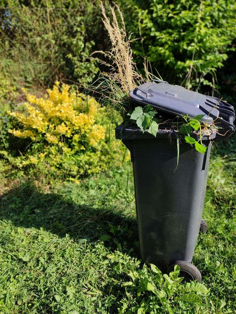 16 Common Garden Mistakes You Can Avoid Or Fix - Decor Hint Ignoring Weeds When Small