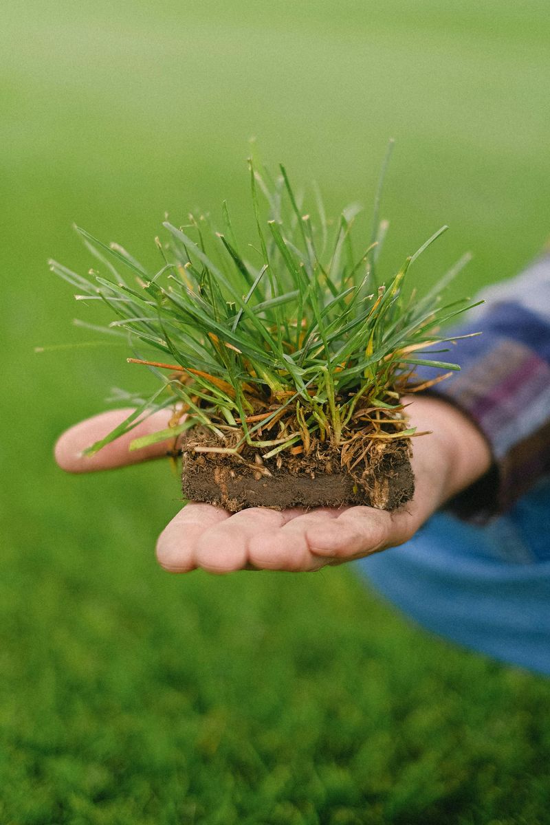 Why Overseeding In Late Summer Can Improve Lawn Health - Decor Hint Perfect Soil Temperature Sweet Spot