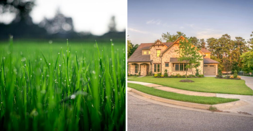 Why Overseeding In Late Summer Can Improve Lawn Health - Decor Hint