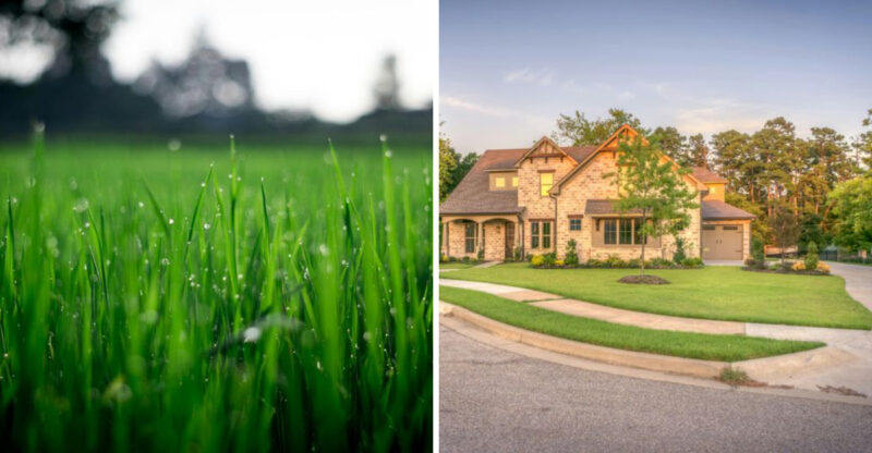 Why Overseeding In Late Summer Can Improve Lawn Health