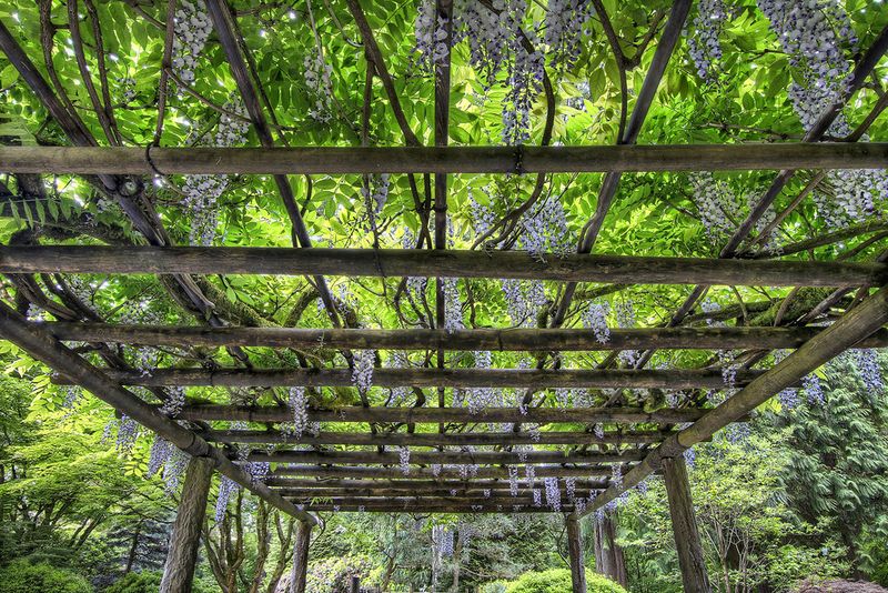 Pergolas With Climbing Vines