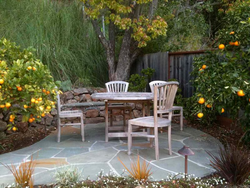 Citrus Grove Mini-Orchard