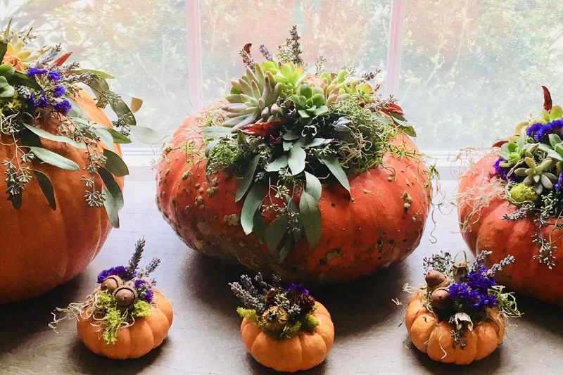 Pumpkin Planters From Local Farms