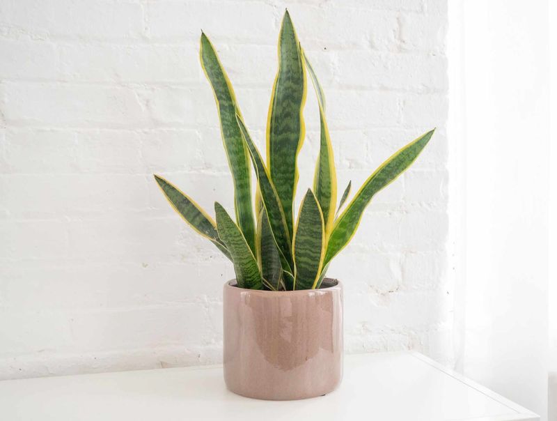 Snake Plant: The Ultimate Survivor