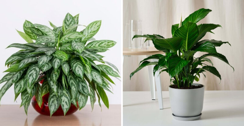 10 Evergreen Plants That Keep Your Home Fresh All Winter In Michigan