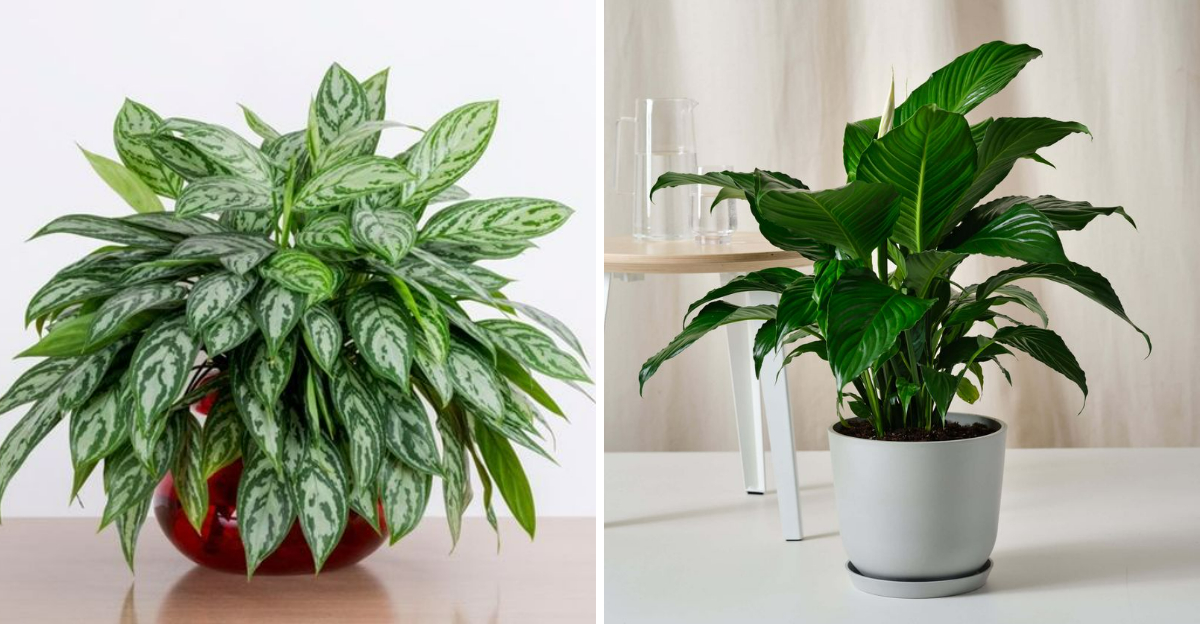 10 Evergreen Plants That Keep Your Home Fresh All Winter In Michigan - Decor Hint