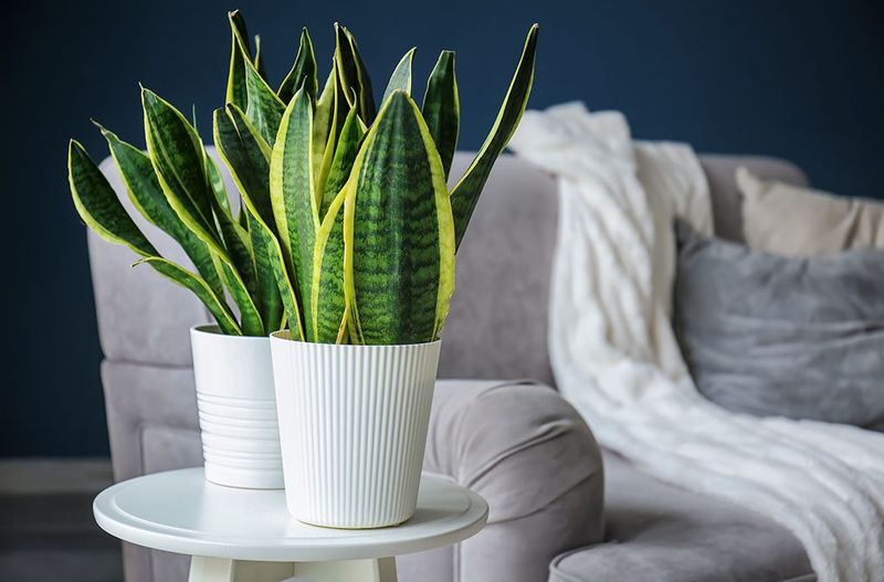 Snake Plant: The Bedroom Defender
