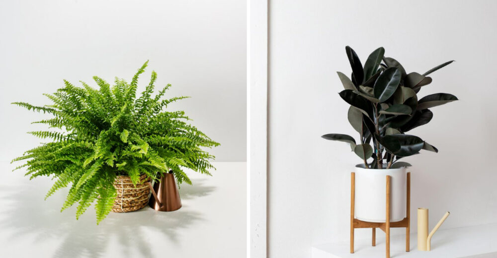 10 Indoor Plants That Boost Air Quality In Illinois Homes - Decor Hint