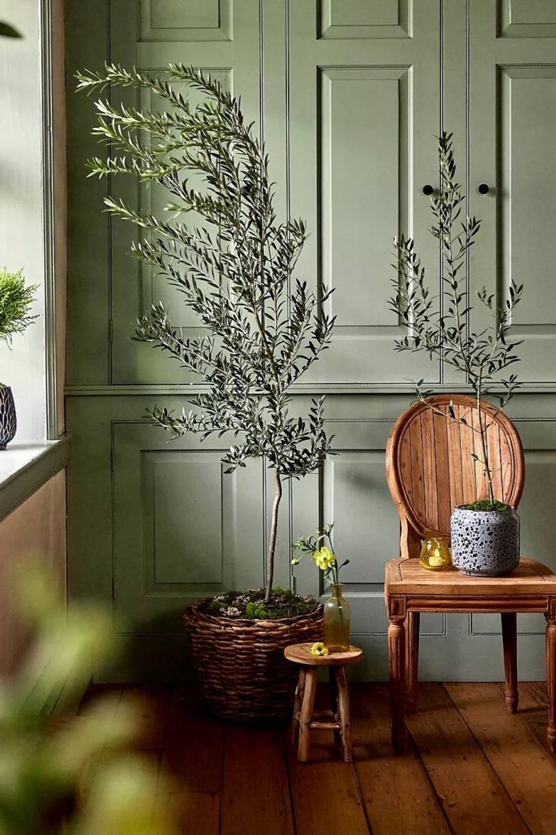 Olive Tree