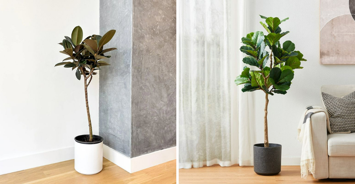 10 Trendy Indoor Trees That Make A Bold Statement In Texas Living Rooms - Decor Hint