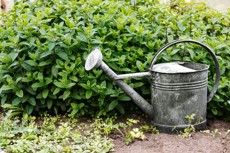 Vintage Watering Cans