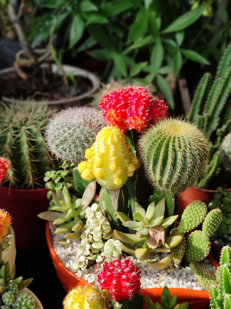 12 Backyard Improvements That Might Be Easy To Maintain Over Time - Decor Hint Drought-Tolerant Landscaping