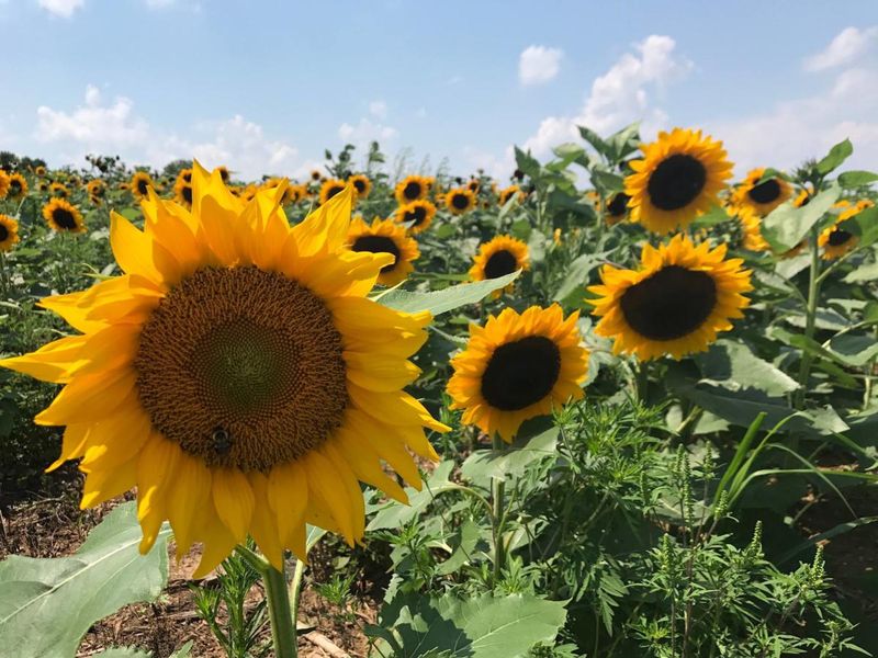 Sunflowers: The Cheerful Giants
