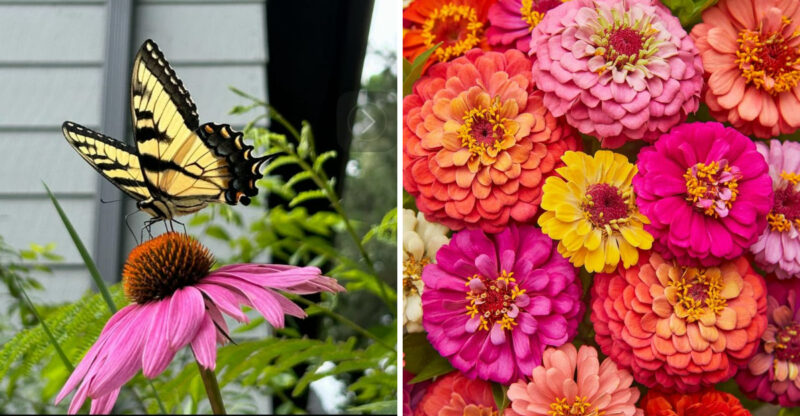 12 Kid-Friendly Plants That Are Safe For Families In Pennsylvania