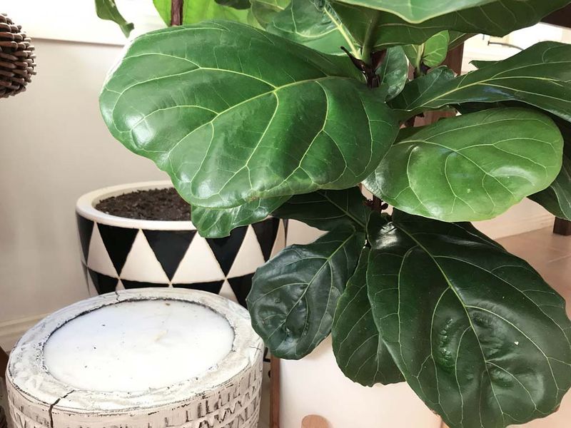 Indoor Fiddle Leaf Fig With Autumn Planters