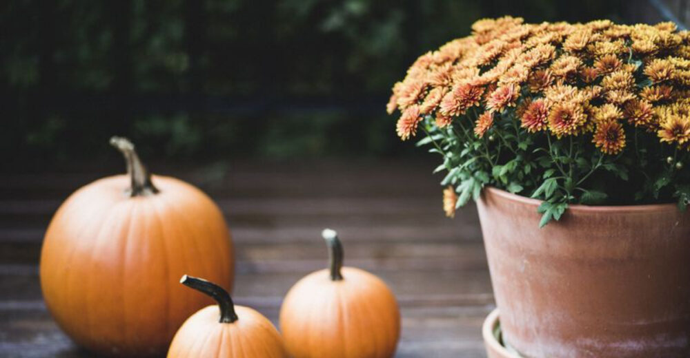 14 Cozy Fall Plant Decor Ideas For California Homes - Decor Hint