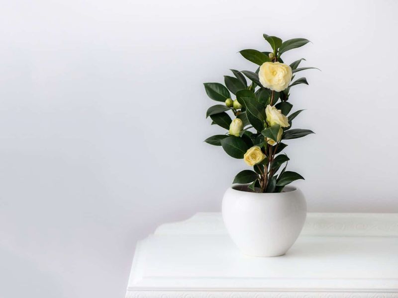 Potted Camellias In Seasonal Shades