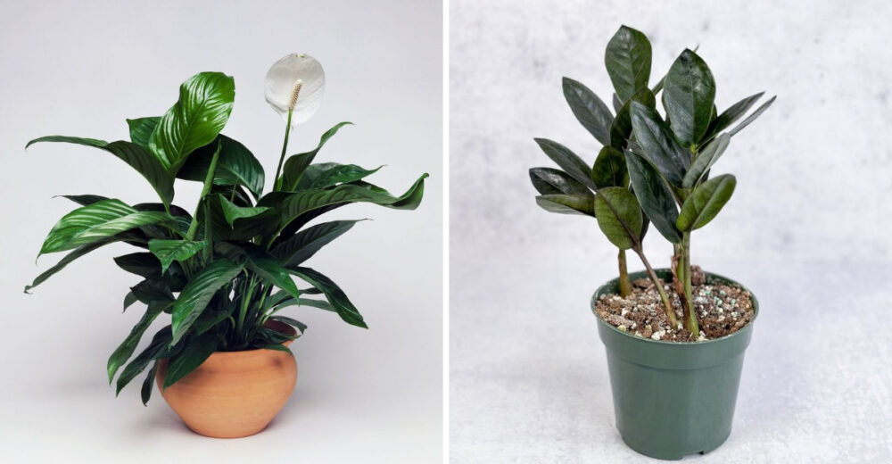 15 Easy Care Plants Perfect For Low Light Apartments In New York - Decor Hint