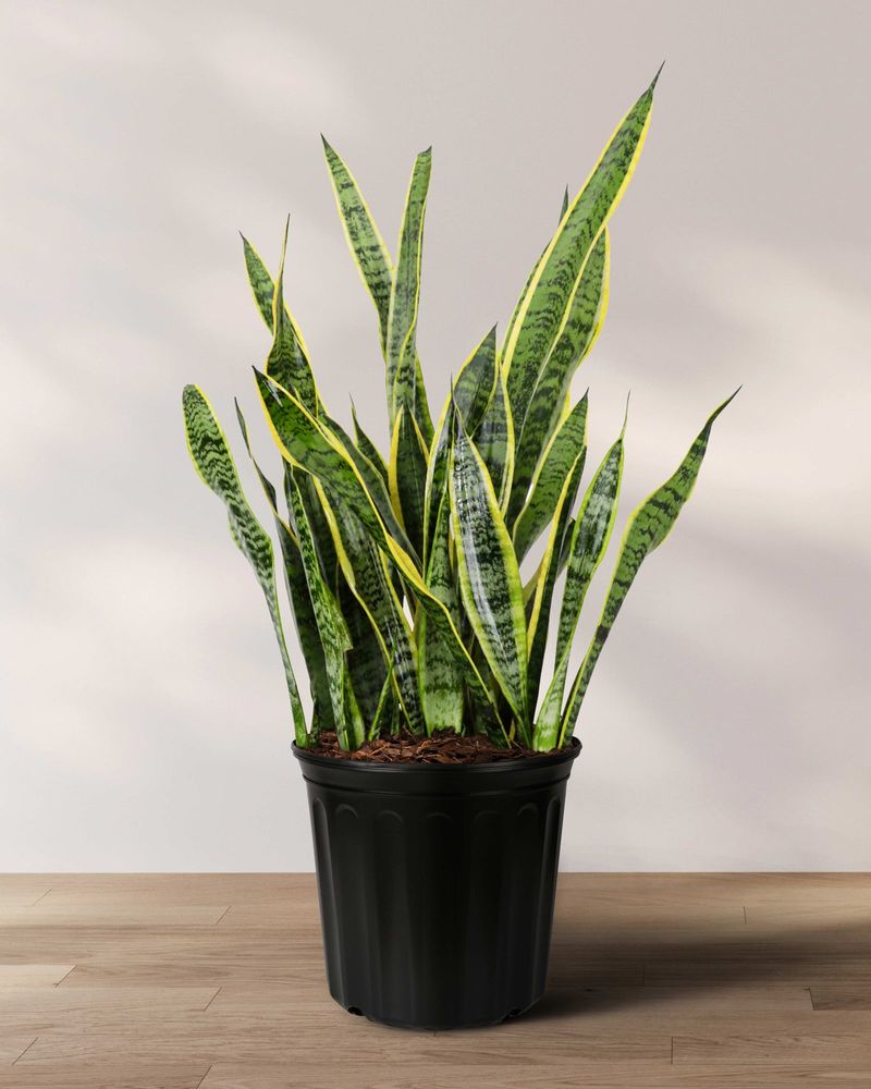 Snake Plant (Sansevieria)