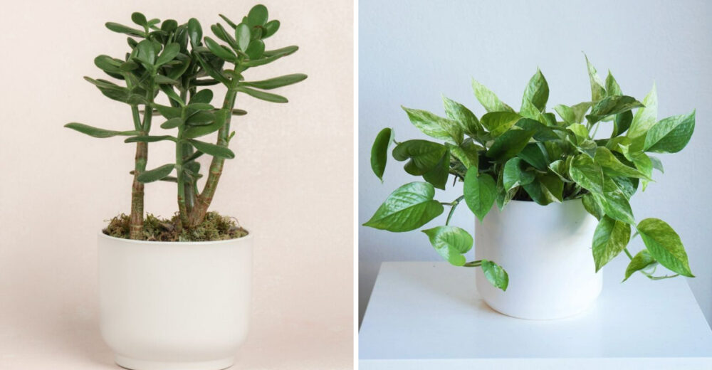 16 Houseplants That Thrive Indoors All Year In Washington Homes - Decor Hint