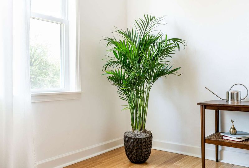 Majesty Palm