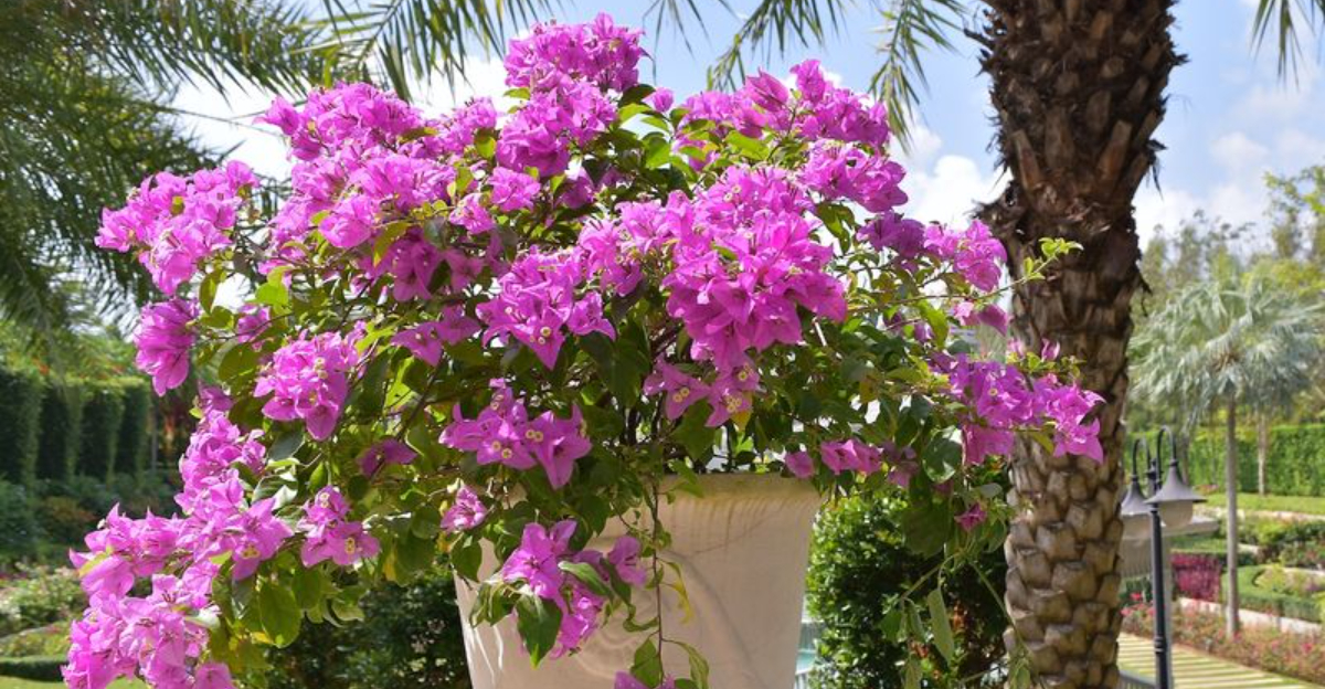 18 Plants That Bring Tropical Vibes To Coastal Homes In South Carolina - Decor Hint