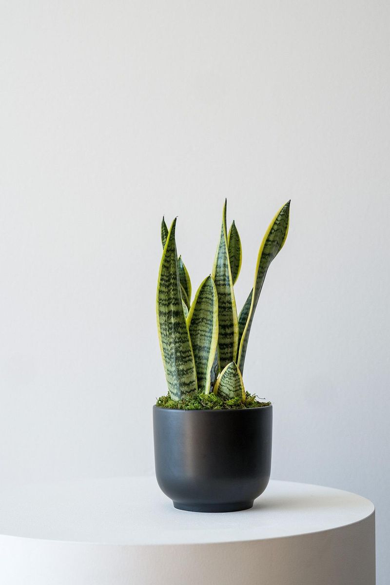 Snake Plant