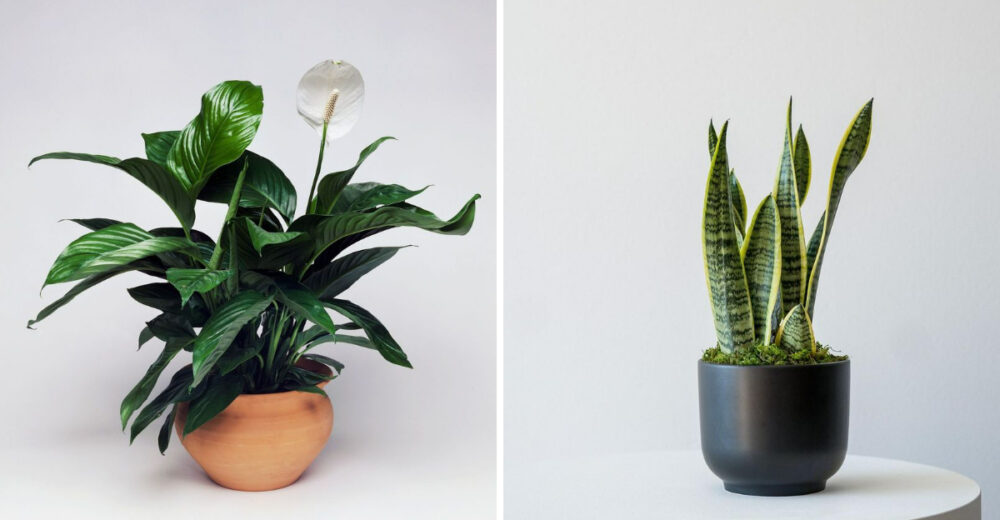 20 Indoor Plants That Bring A Touch Of Nature To Small Apartments In Nevada - Decor Hint