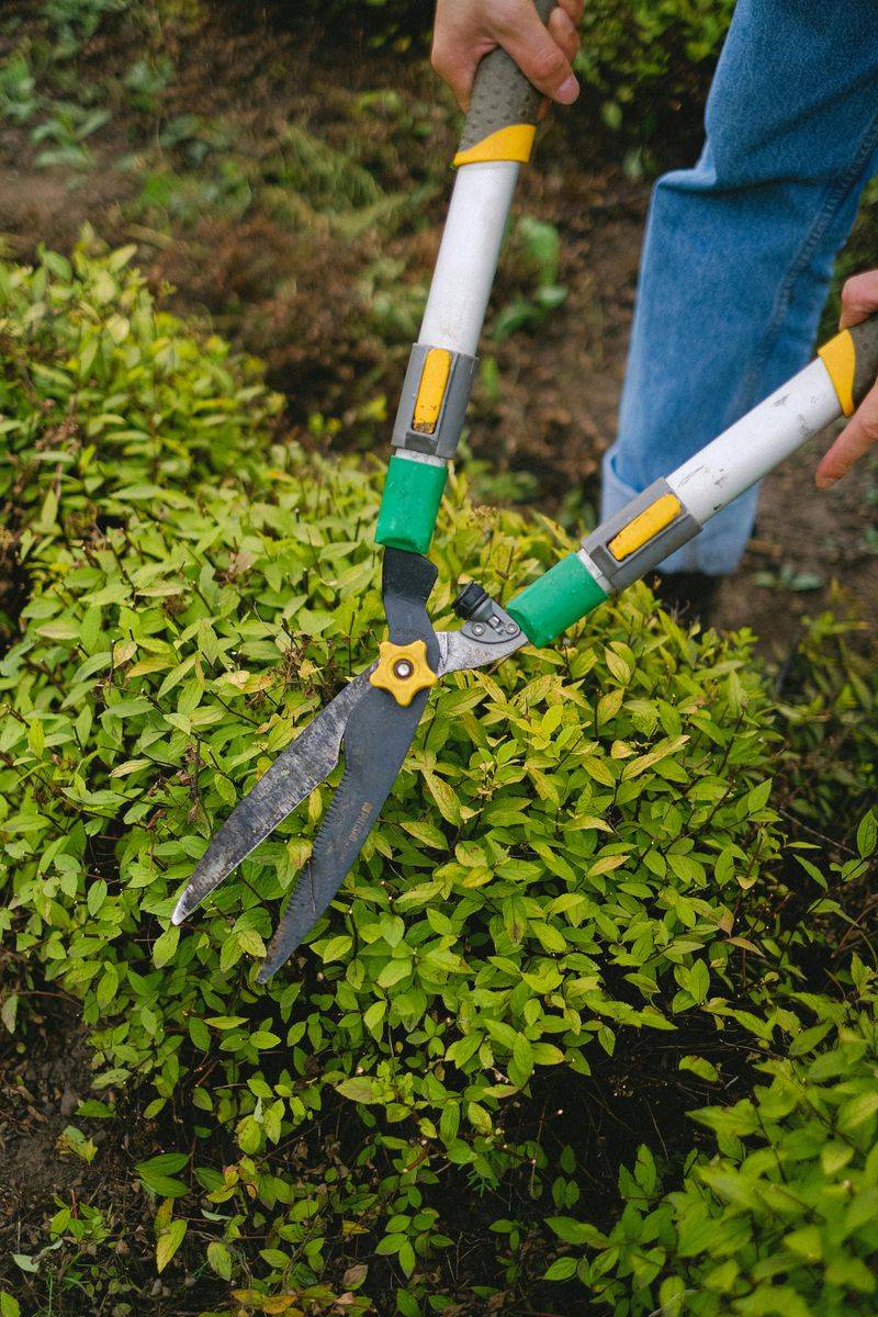 5 Ways To Make Your Yard Seem Bigger Without Moving Walls - Decor Hint Plant low-growing shrubs along borders