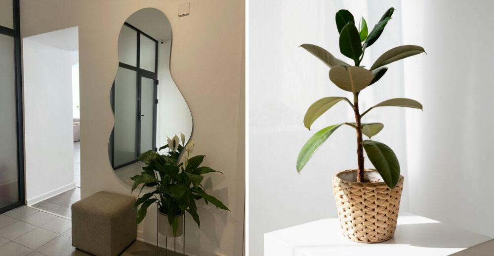 7 Houseplants To Avoid In Your Entryway - Decor Hint