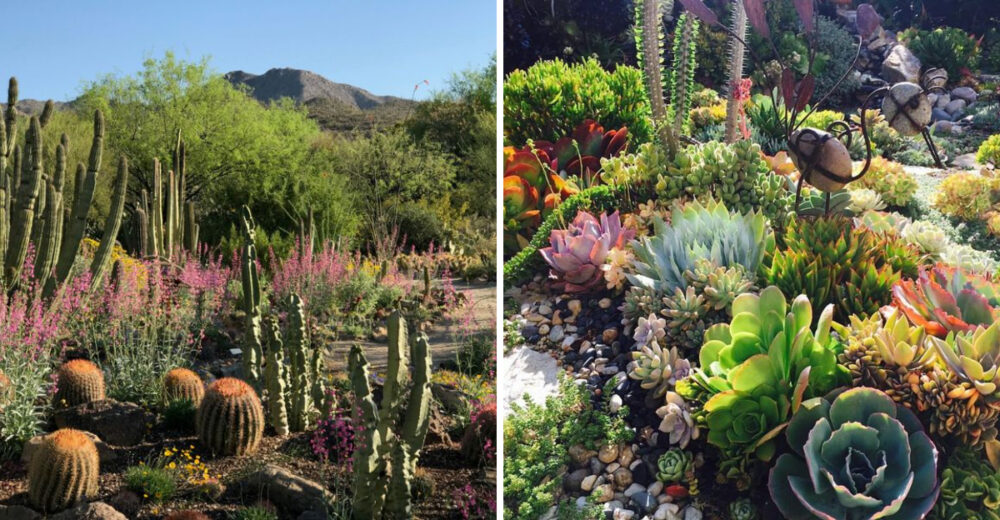 8 San Diego Yards Designed To Thrive Without Water - Decor Hint