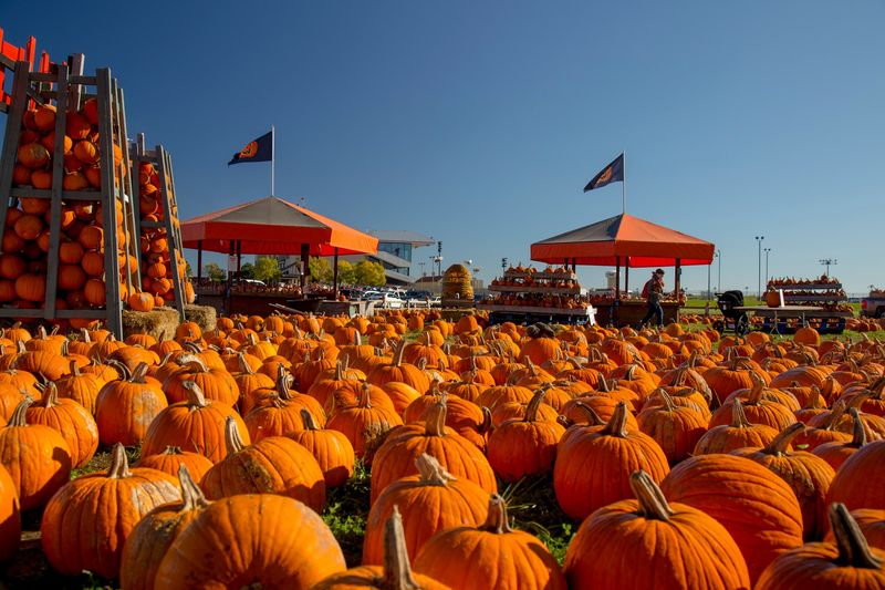 The Great Pumpkin Festival At Sever's