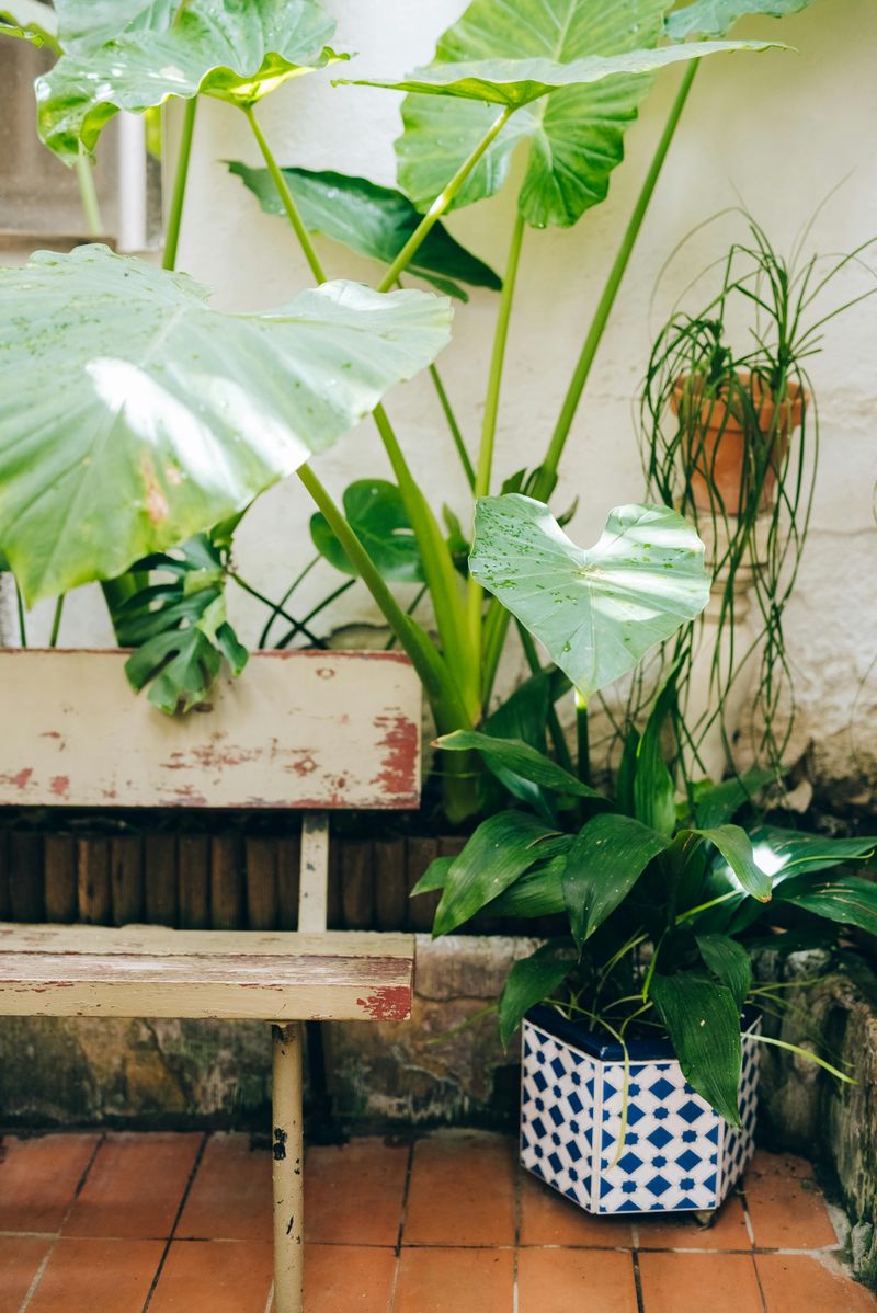Rustic Benches